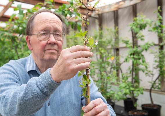 Dr. Joe Foster working with a plant
