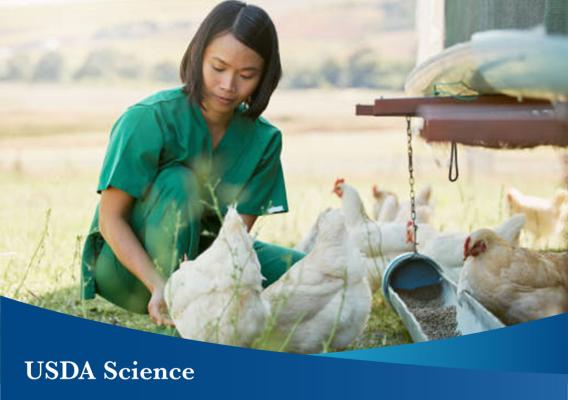 Female veterinarian feeding chickens
