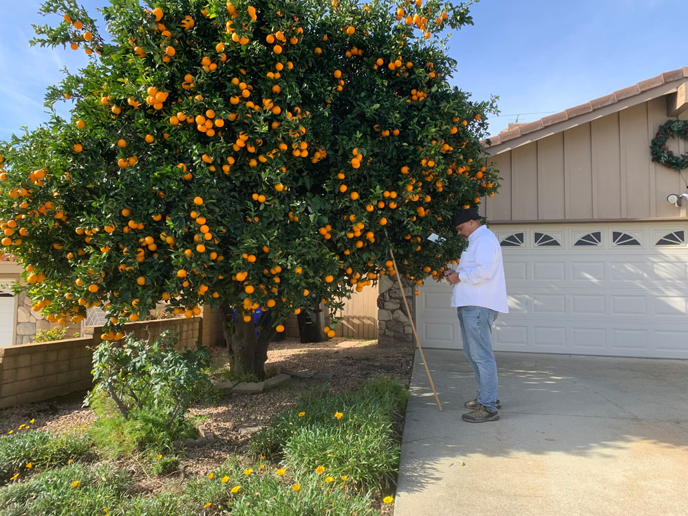 APHIS’ Public Affairs Specialist Palmer Pinckney II, services a fruit fly trap in a residential area in California’s Rancho Cucamonga