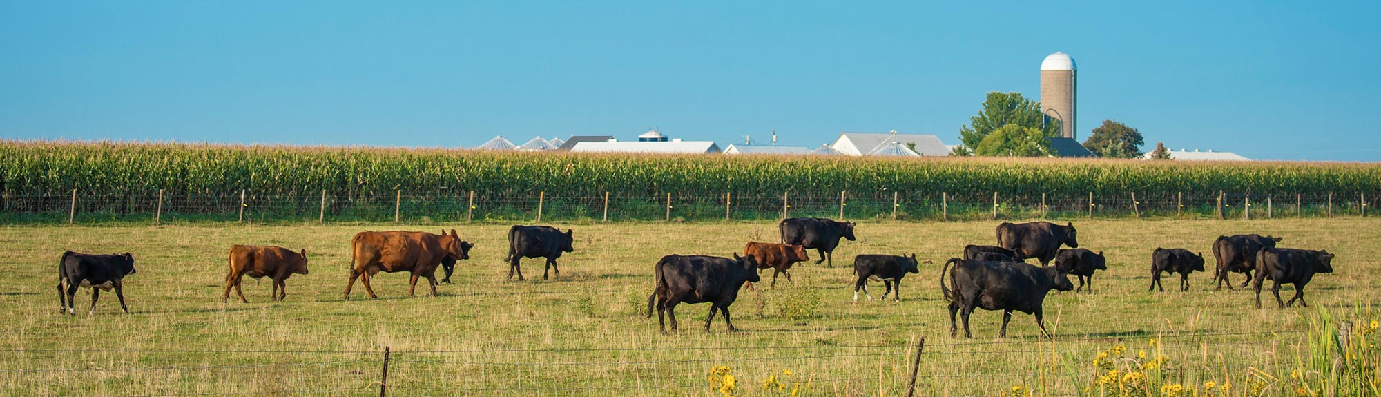 Cattle graze in a field outside of Walcott, Iowa.