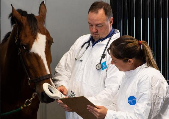 APHIS veterinarians checking a horses’s identification against its paperwork during an import inspection