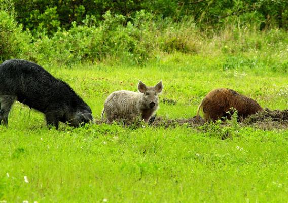 Invasive feral swine