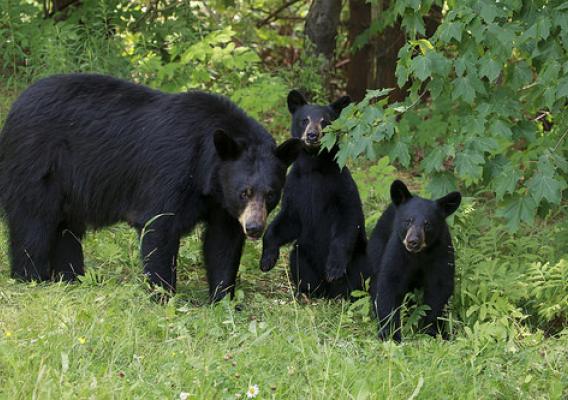 A mother black bear with her cubs
