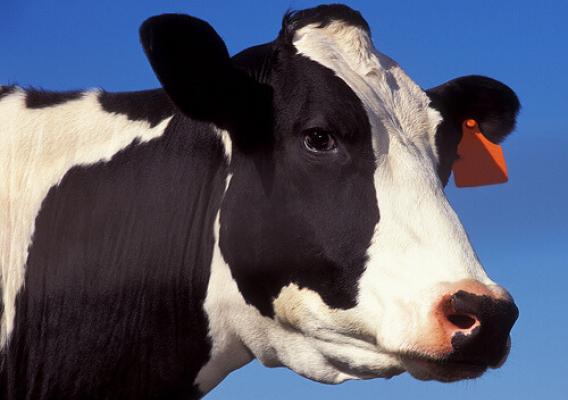 A Holstein cow stands in the sun