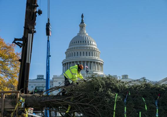 A person working on the U.S. Capitol Christmas tree