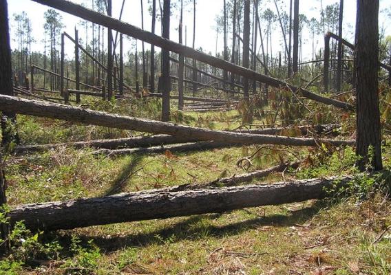 Timber damage on John Alter’s land in Florida