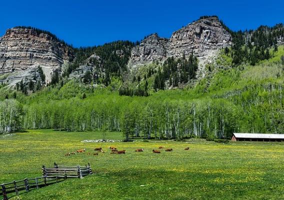 Cattle and calves grazing in a pasture at the foot of the Rocky Mountains