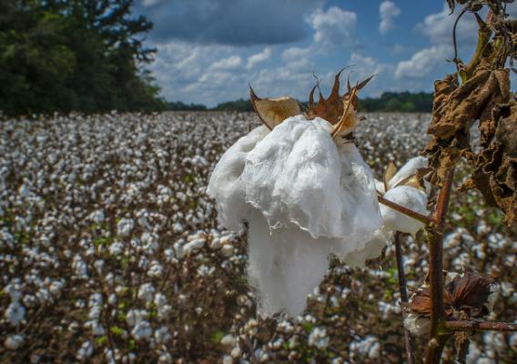 A cotton field in Alabama