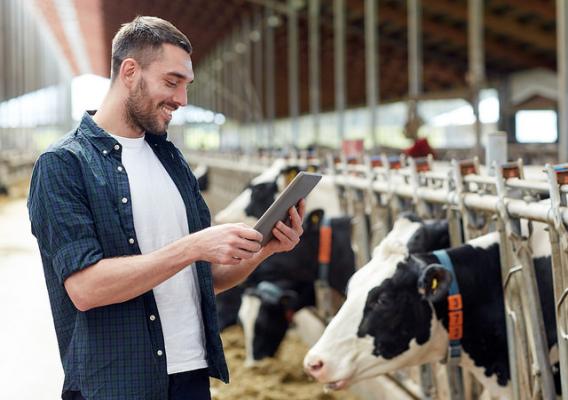 A dairy farmer responding to his USDA NASS online questionnaire