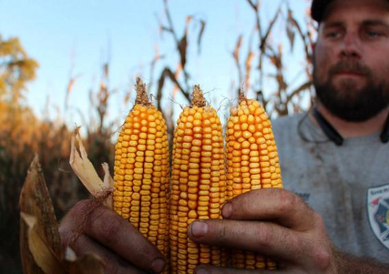 North Carolina farmer Russell Hedrick holding corn