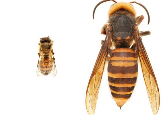 Size comparison of an Asian giant hornet and a honey bee