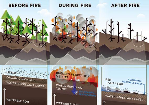 The Negative Effects of High Intensity Wildfire on Forested Land infographic