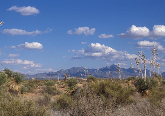 Grassland-shrub savanna characteristic of the northern Chihuahuan Desert on the 193,000-acre Jornada Experimental Range