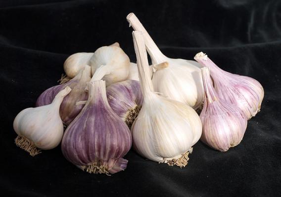 “This group of diverse garlic germplasm represents all the types that might be found at a farmer’s market.” Photo courtesy of Barbara Hellier, ARS