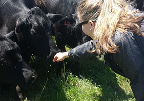 Market News reporter Alex Wright with cattle in Vermont