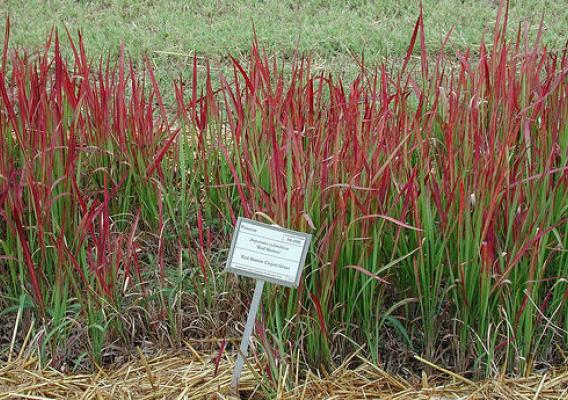 Widely used in landscaping, the cold-tolerant cogongrass Red Baron variety does not produce viable seed, but its pollen could present problems in the future. (Auburn University/David Teem, Bugwood.org). Photo used with permission.