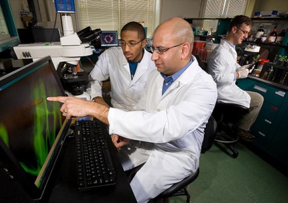 Microbiologist Manan Sharma (center) and student Sean Ferguson (left) use a specialized microscope to observe whether fluorescent E. coli cells are internalized into roots of baby spinach plants, while microbiologist David Ingram (right) prepares spinach tissue for observation.