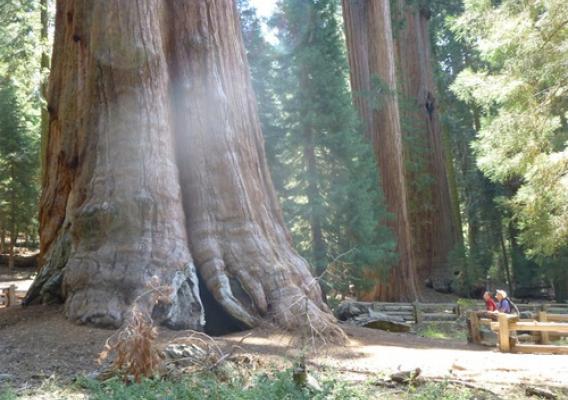 Dave and Bethany trying to absorb the magnitude of a giant Sequoia.