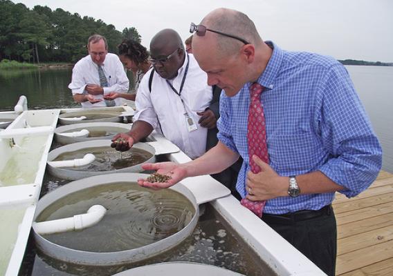 Holding a handful of oyster spat: It takes about two years in Maryland to grow an oyster. Standing next to Acting Under Secretary Doug O’Brien (foreground)  is Terrance Taylor, representative for Congressman Steny Hoyer; Letitia Nichols, Business & Cooperative Program Director and Michael Dee, President, The Patapsco Bank. USDA has guaranteed a bank loan that will help the oyster operation grow and also protect Chesapeake Bay. USDA photo.