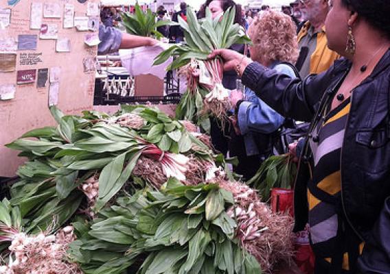 Ramps for sale at a local market. All parts of the plant are edible. Photo credit: Jim Chamberlain.