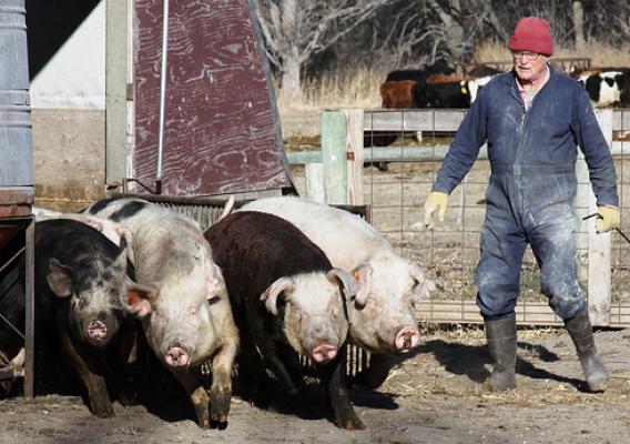 Jim VanDerPol get his pigs ready for market on his Pastures A Plenty farm in Kerkhoven, Minn.