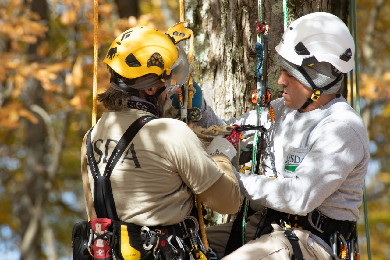 Tree Climbing Classes In Minnesota at Shane Crawford blog