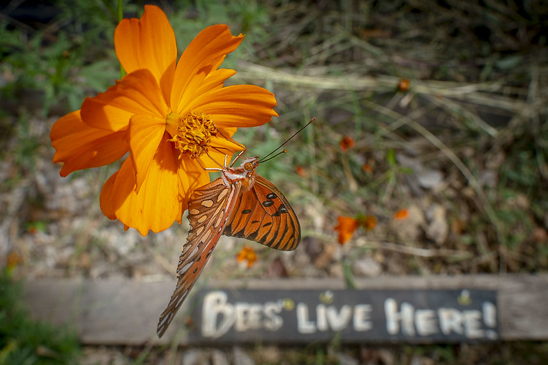 marigold flower