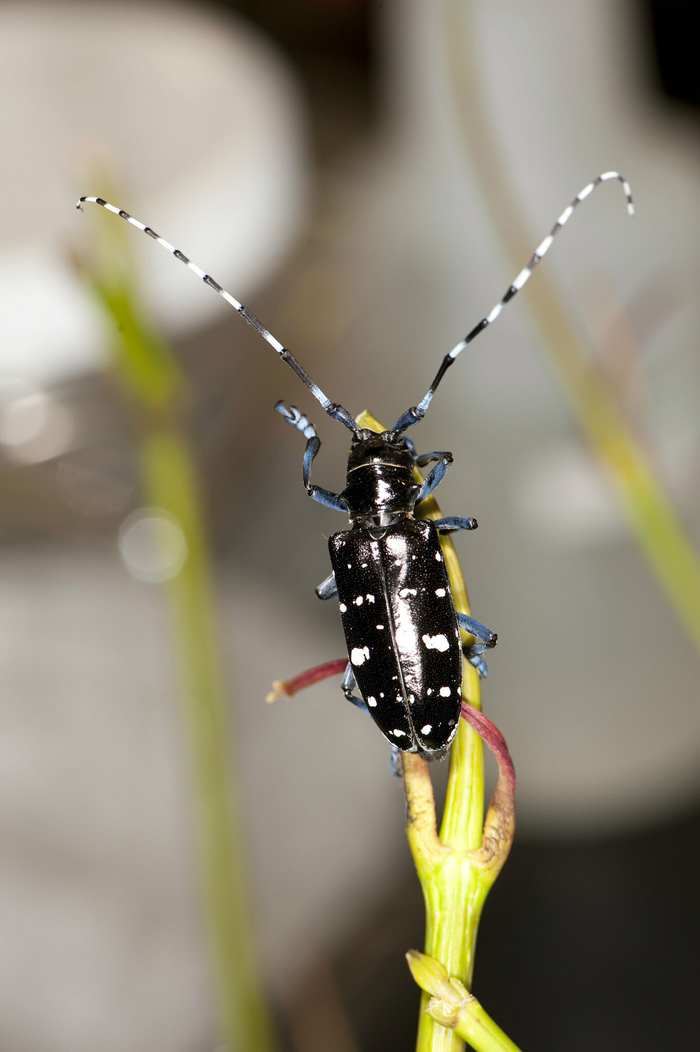 Asian Longhorned Beetle