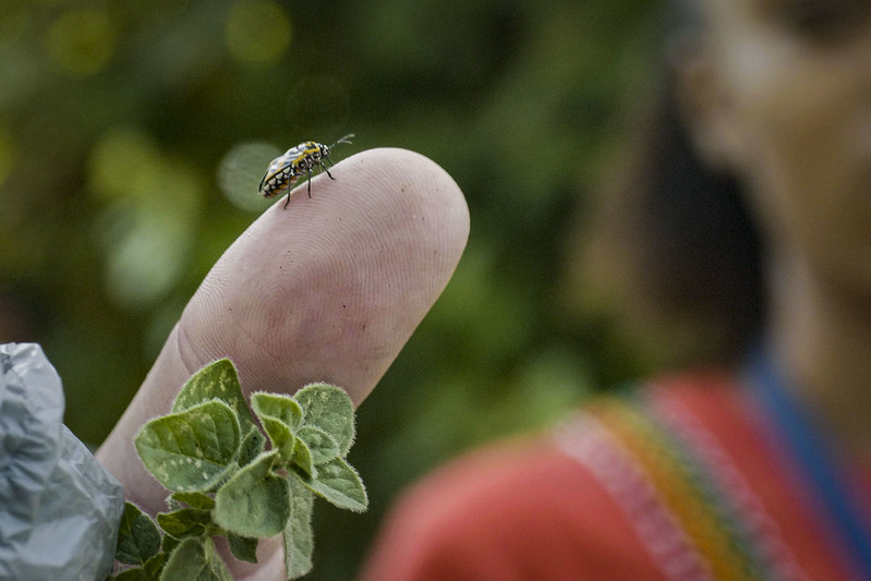 insect on a finger