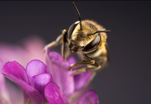 An alfalfa leafcutting bee on an alfalfa flower