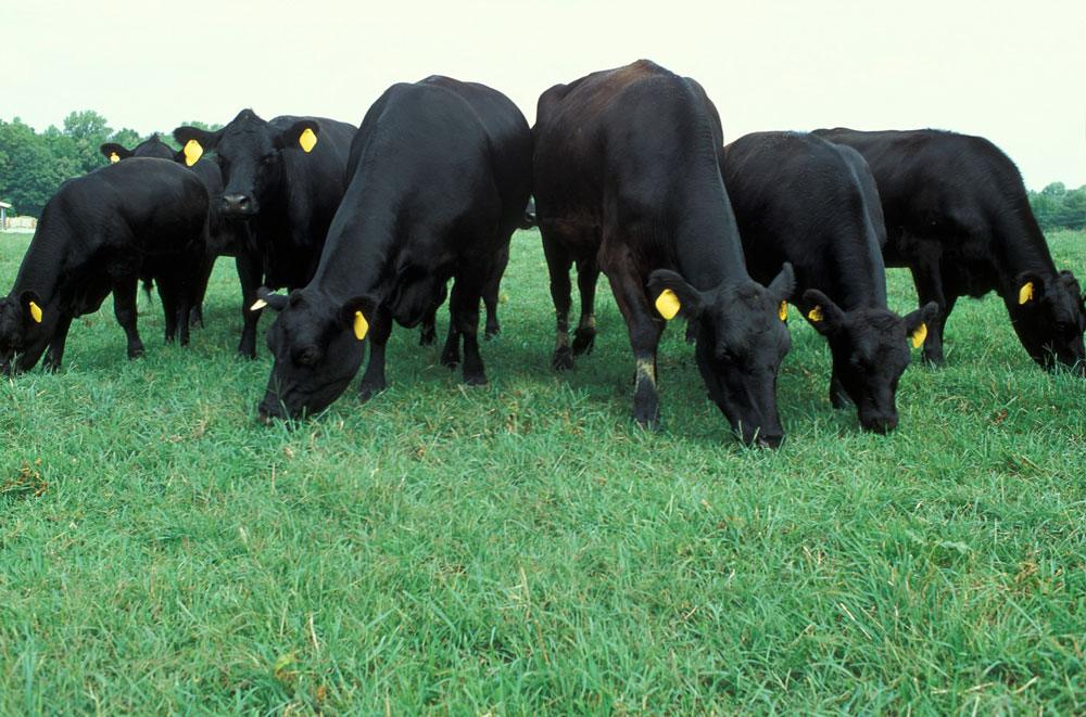 Angus cattle grazing