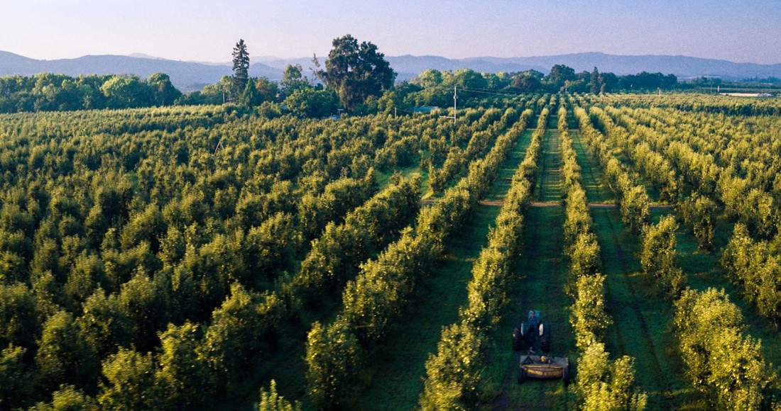 An overhead drone shot of Yoxagoi Orchards