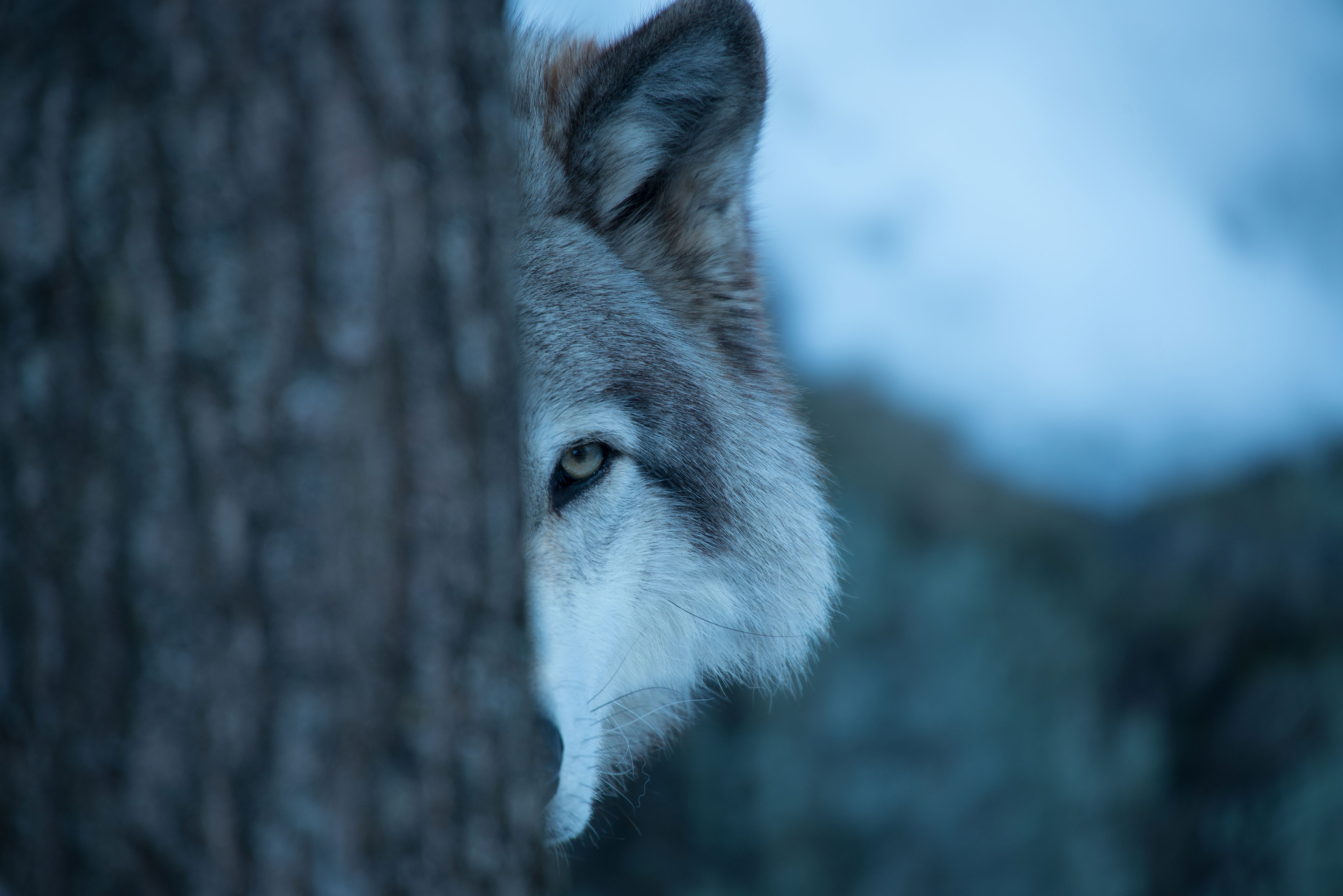 A wolf peeking out of a tree