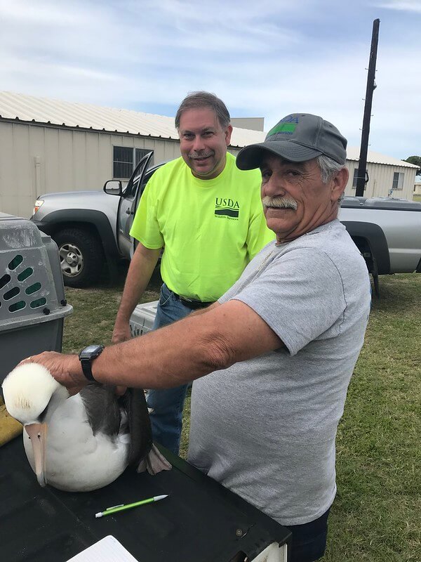 Wildlife Services biologists (left to right) Brian Washburn and Peter Silva attach a radio transmitter to a Laysan albatross on Kauai