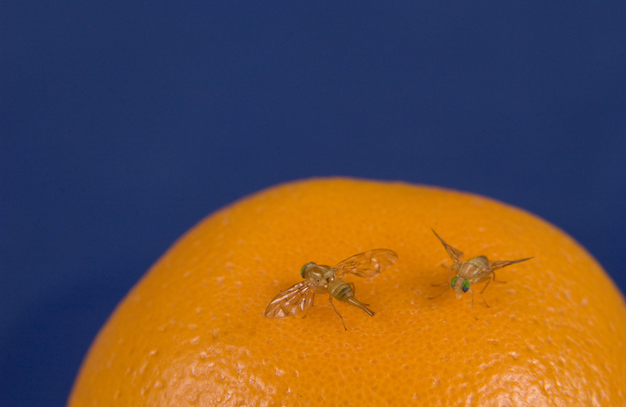 How USDA & Partners Eradicated Oriental Fruit Fly from Florida