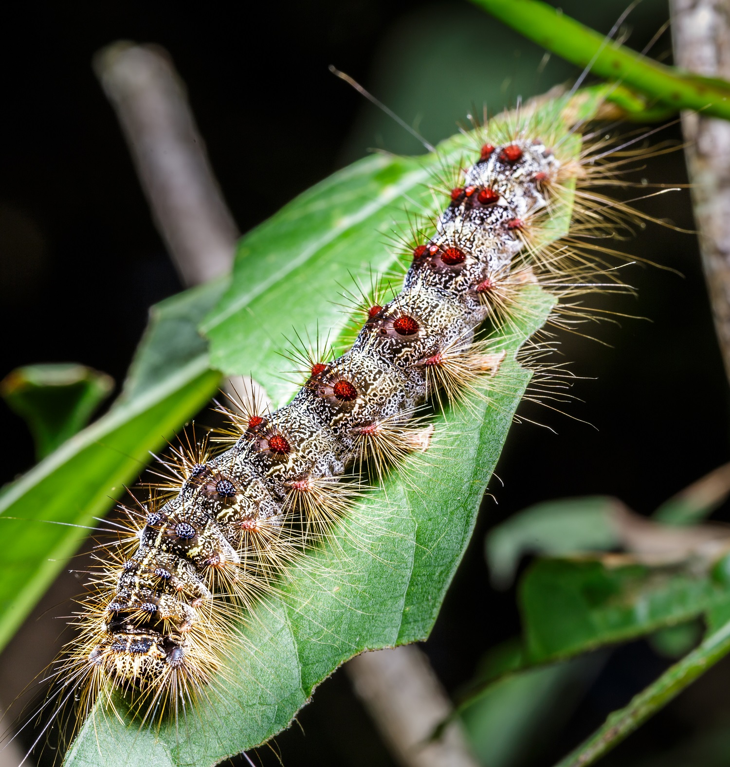 A gypsy moth caterpillar feeding on shrub leaves