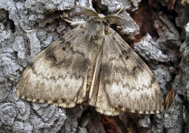 An adult male moth with grayish-brown wings with a feathery antenna and a wingspan of 1 ½ inches