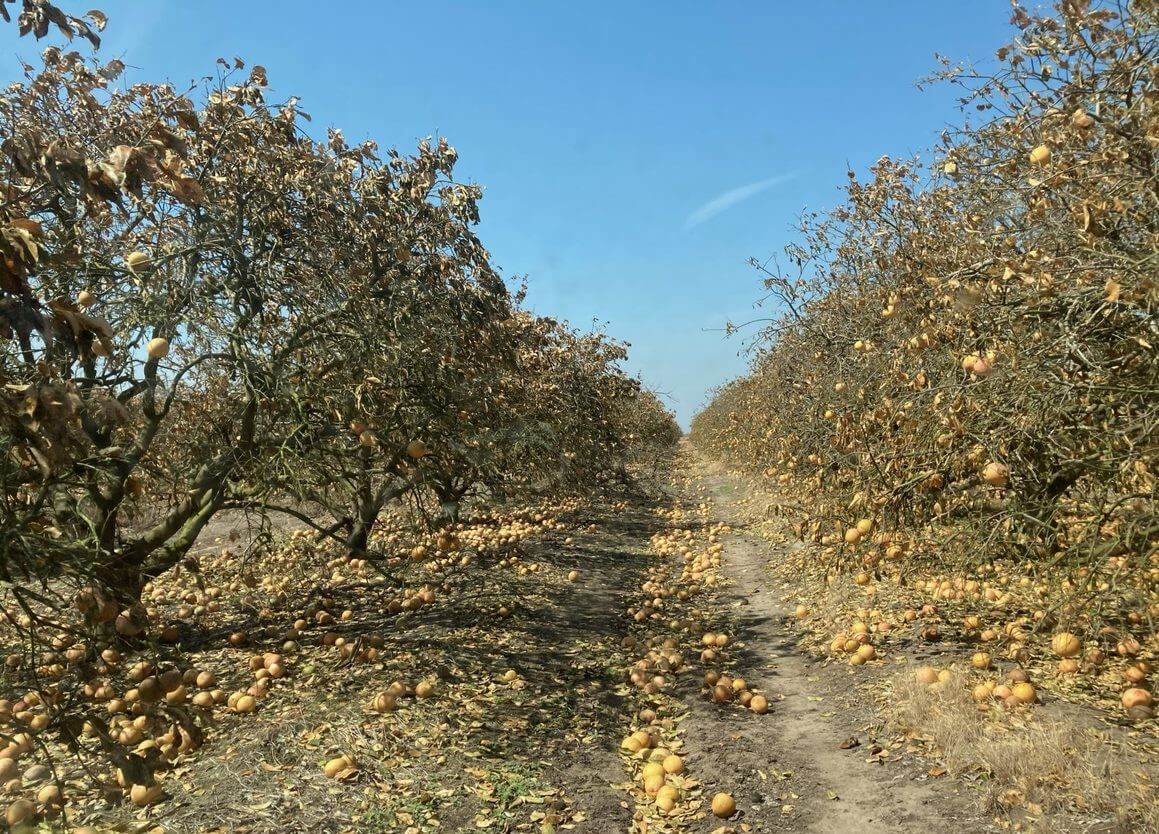 A crop loss from a winter storm