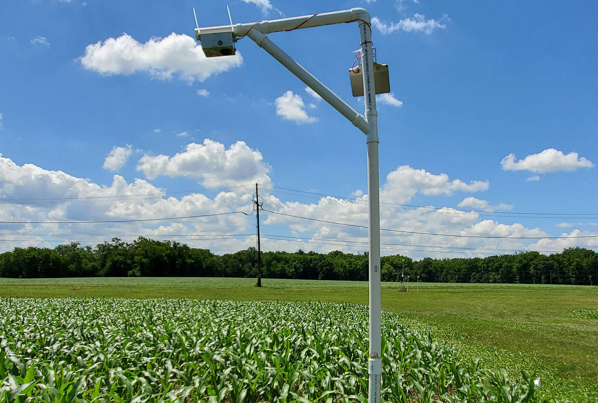 A StressCam monitors drought conditions at a Long-term Agroecosystem Research Network cornfield in Beltsville, Md