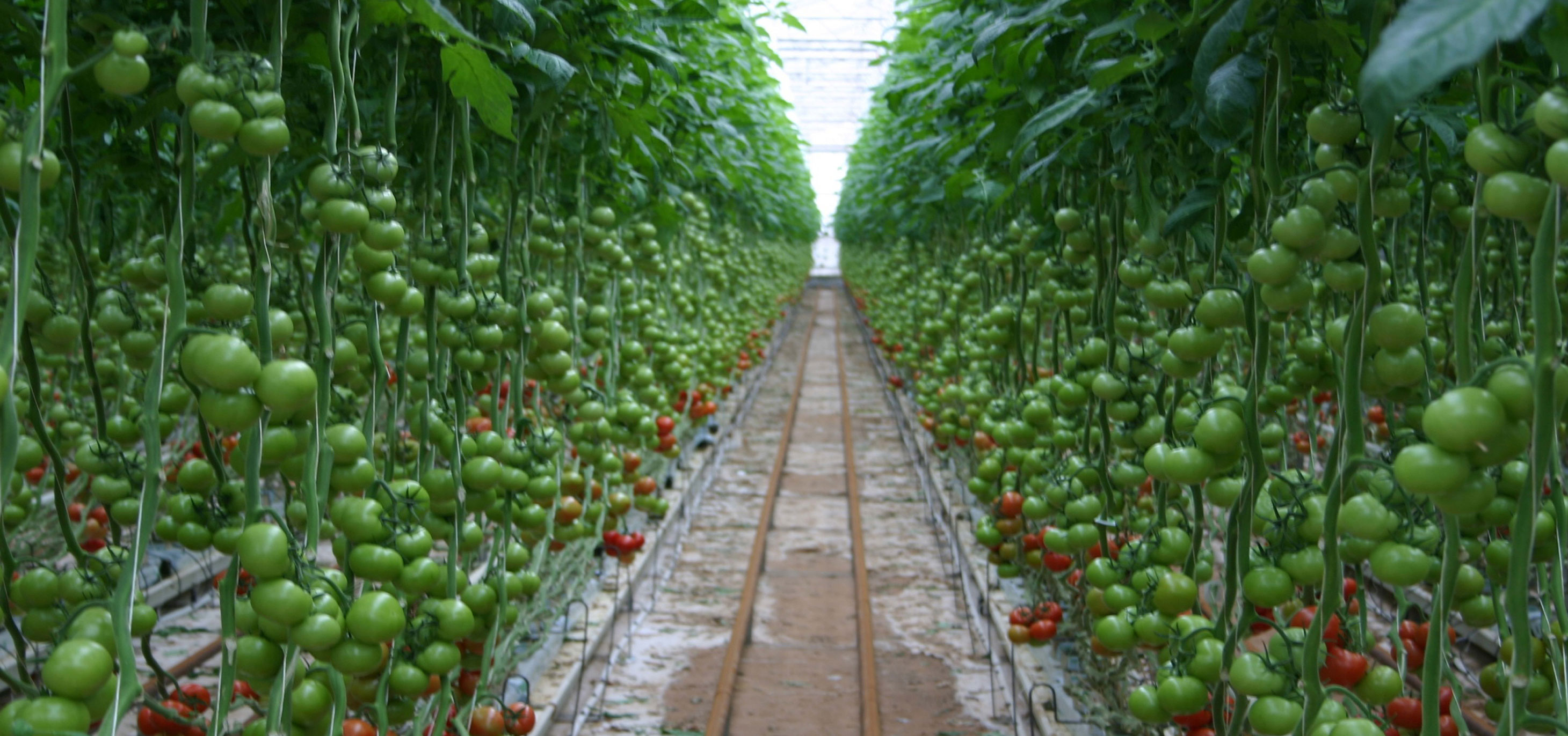 Many rows of tomato plants with green and red tomatoes grown without soil in a hydroponic greenhouse. The plants grow vertically and appear to be suspended from the ceiling