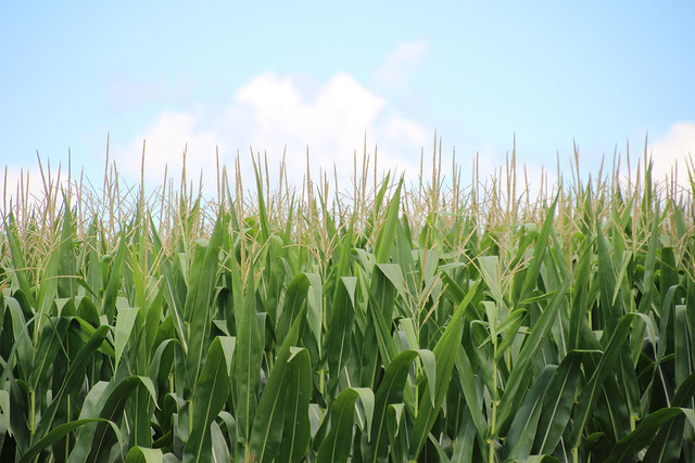 Sweet Corn Harvesting & Processing  Corn Farming / Cultivation 