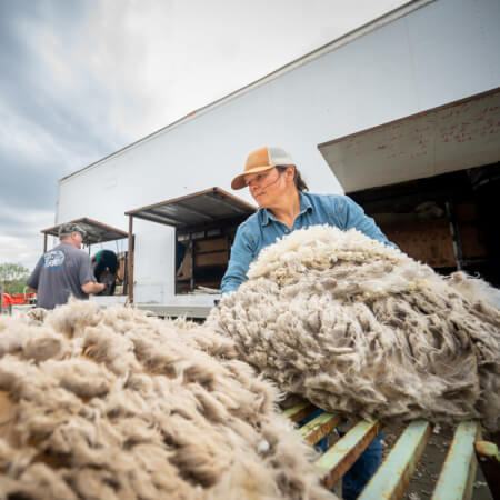 Sheepherder with wool