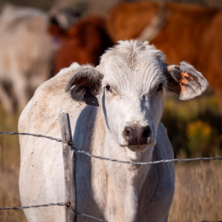 Veterinarian Medical Officer and Animal Health Tech