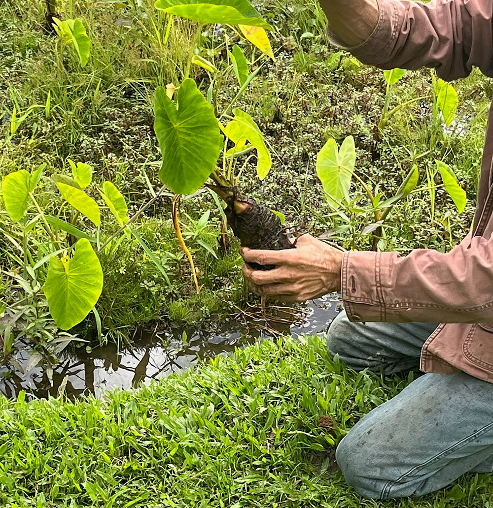 A person kneeling on grass and holding up a plant by its root