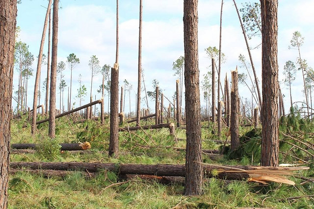 Can You Claim Timber Damages From Hurricane Or Fires On Your Taxes? | Usda