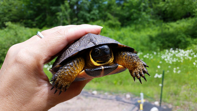 Speaking for Turtles - Working to Increase Turtle Populations | USDA