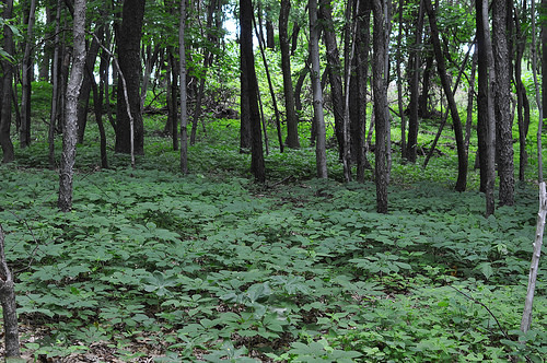 Ginseng growing beneath the forest canopy on Denny Colwell’s land.