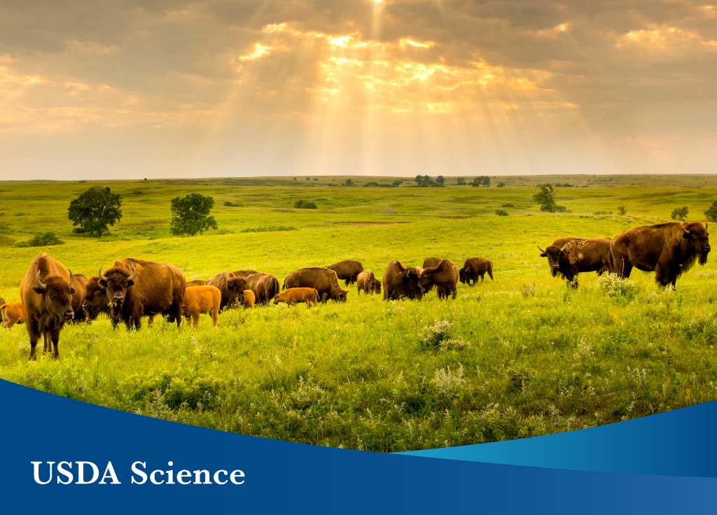 A photo of a group of buffalo in a green field with sun peeking through the clouds