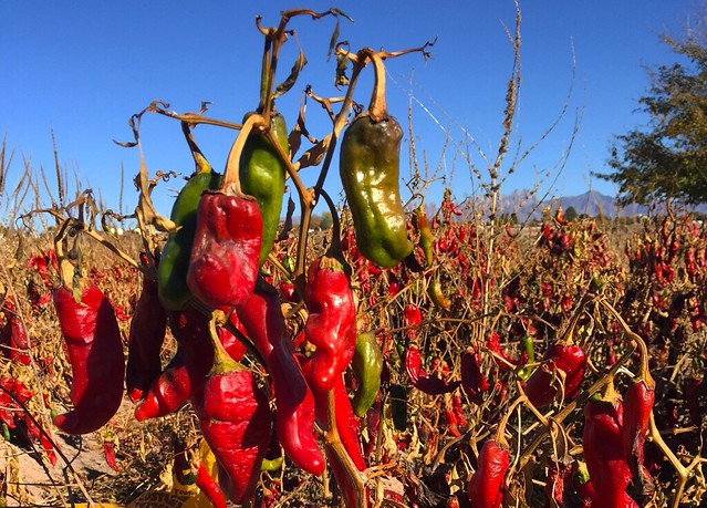 a-rare-glimpse-at-traditional-crops-grown-in-new-mexico-usda