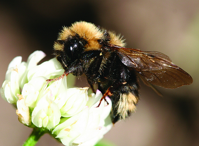 https://www.usda.gov/sites/default/files/nifa-pollinators-blog-071718.jpg